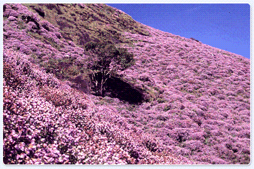 Neela kurinji - Flowering mountains