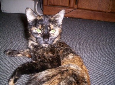 Lucy - A picture of one of my cats named Lucy