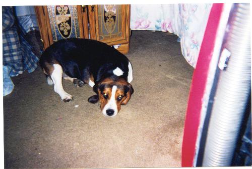snoopy - our beagle dog laying down