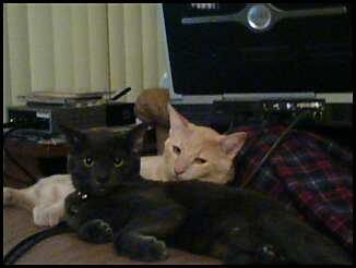 Boo one and Boo two - This is Simba (the blonde kitty) and Luna B (the blackish kitty). Unfortunatly all you can see of my Shadow boo is his leg and his laptop.