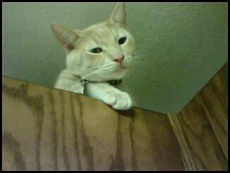 Simba - He climbed up on your kitchen cabnits. I love this pic of him.