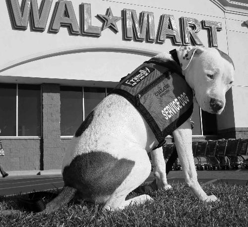 Chloe the pit bull service dog  - this dog was denied access to help her owner at Walmart. guess it was against the law for managers to tell her to leave.