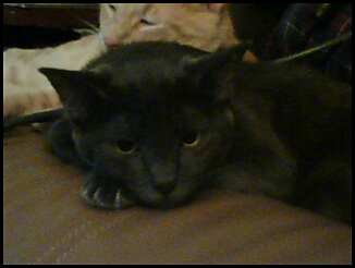 Luna B - This is Spooky Luna Bast. Spooky, for how scary she is at times. Luna for the kitty from Sailor Moon. And Bast for the egyption goddess. Luna B sounds so much cuter though!