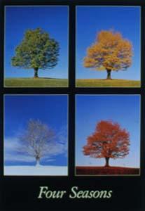 Four seasons - Winter, spring, summer or fall?