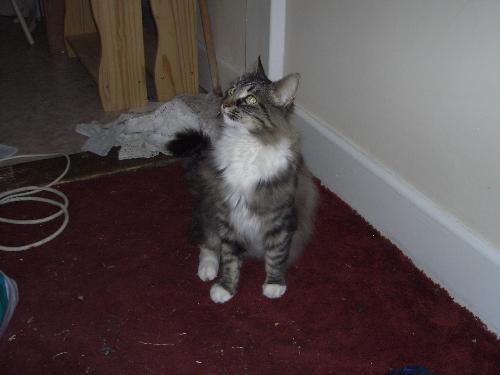 My cat Tabitha - The One Who thinks she owns the place.