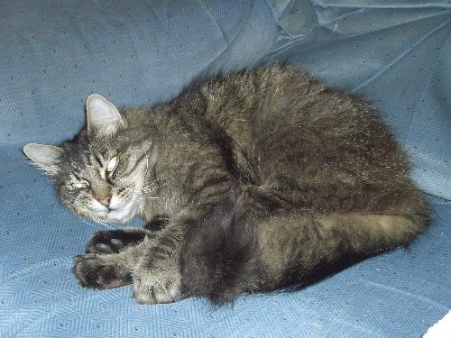 My cat Gizmo - The more loving affectionate one.