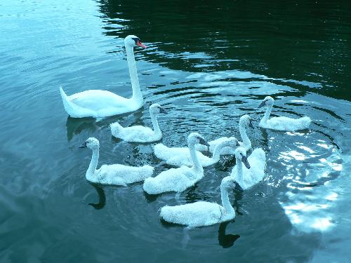 Swan family in blue :) - A swan family taken with a blue filter.