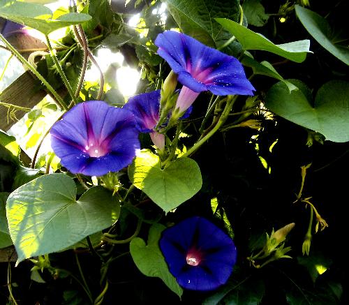 Flowers In My Garden - Beauty in my own back yard. Toronto, Ontario, Canada.