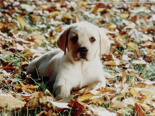puppy - cute dog