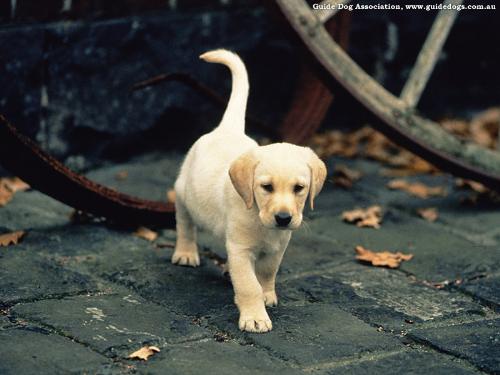 doggy - bow bow