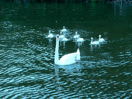 Swan Mom and Kids :)  - A Swan momma and her kids following her taken with a blue filter on my camera.