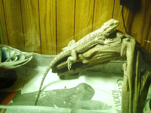 Spike - This is my new baby. He was a gift from my Hubby.