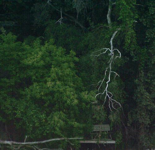 Fallen Branch - I was stolling through the High Park area in Toronto, Ontario, Canada and found this interesting shot. A branch dangled over a bench by the main pond running through the park.
