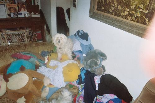 My little Rainbow - my dog Rainbow