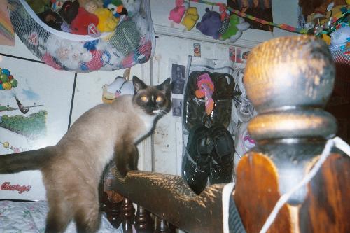 my cat Princess - my cat Princess at the other house, on my bunk bed