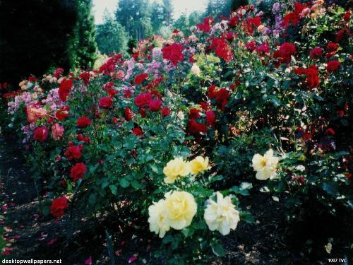 Rose - Flower for all