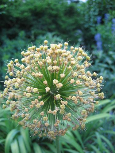 onion flower - it smell like onion