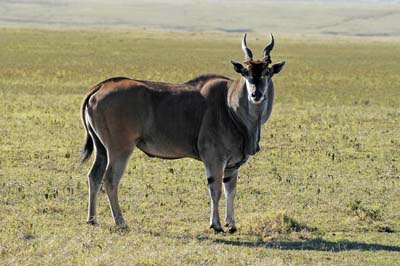 eland  - in the serengeti national park