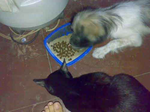 my dog and cat eating on the same tray - a photo of lalurp (dog) and lucky (cat) eating on the same tray.