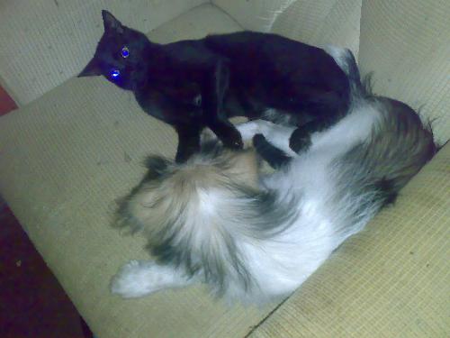 my dog and cat playing - lalurp and lucky playing on the sofa seat