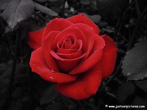 The Famous Rose - The ROse from the movie :)