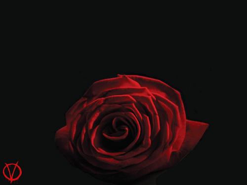 Rose - The Beautiful Rose :-D
