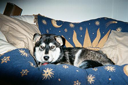 Hardly a wolf anymore, but a tame domesticated Hus - This is a female Husky. They look like wolves, but are smaller, and safer to own as pets.