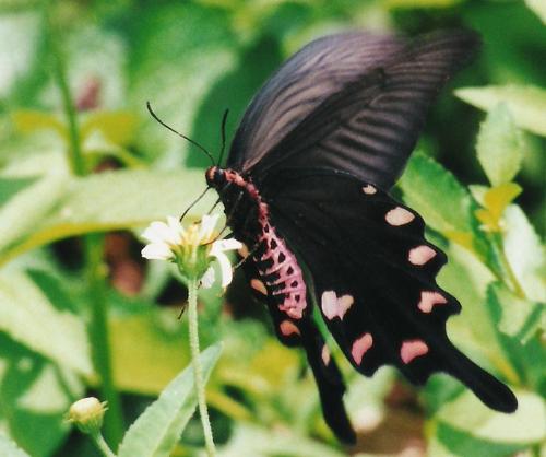 butterfly - butterfly heaven