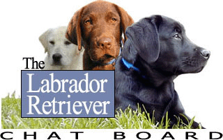 Lab - Lab in all colors