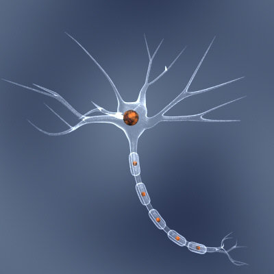Neuron - the cell stucture of the brain's unit-neuron