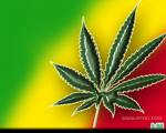 green ganja weed marijuana leaf legal - ganja green weed marijuana leaf legal