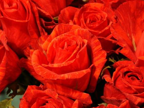 roses... - red roses = true love
