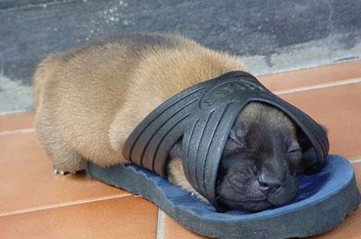 So...SWEET - I just love puppies....!!