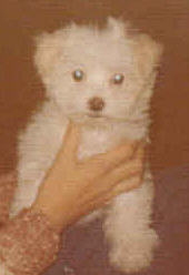 Maltese - Maltese I got for Christmas when I was 12 years old in 1976- $250.00 at the time! She was very sweet and happy!