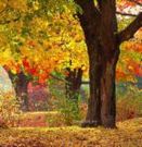 Trees - Trees in the autom.