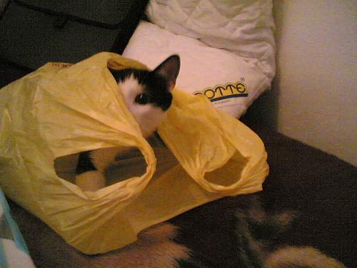 my cat - my cat in a bag