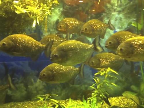 piranha... - here are some piranha...