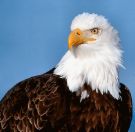Bald Eagle - such a beautiful bird Bald Eagle - such a beautiful bird