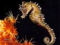 seahorse - a beautiful seahorse