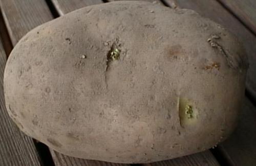 seed potato - This is a seed potato. We will be planting more potatoes in the spring.