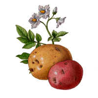 Potatoes - Potatoes come in several varieties, and be cooked in many different ways.