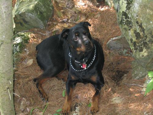 My Rottie - Picture of my Rottie at the cottage