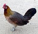 chicken - a chicken