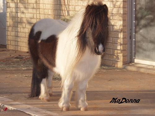 minature horses - I love this minature horse. I am interesting in obtaining more information. I saw this special on a horse named Cuddles who is a seeing eye horse. She is very well trained and even potty trained. She crosses her legs when she has to go, and nays so she can be let out. Can you tell me about them, and if they can be pottied train, and how they are in the house. They are just too cute.
