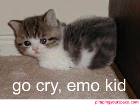 emo cat - cute little kitten