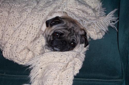 sushi - My pet pug.