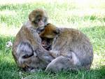 monkey's love - isn't it wonderful?