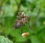 spider's love! - see them with all the love.