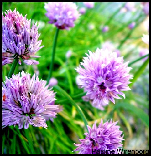 Flowers - Another assignment, this one is from a friend in class, enjoy
