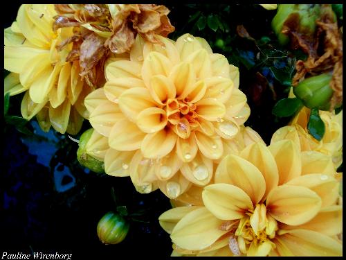 Flowers - another flower assignment, also this one from a friend in class, enjoy